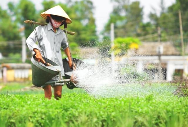 Nét đẹp đời thường tại thương hiệu làng rau nổi tiếng bậc nhất Hội An