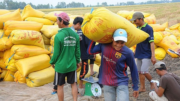 Giá lúa gạo hôm nay ngày 12/12: Lúa tươi nông dân chào giá cao. (Ảnh minh họa)