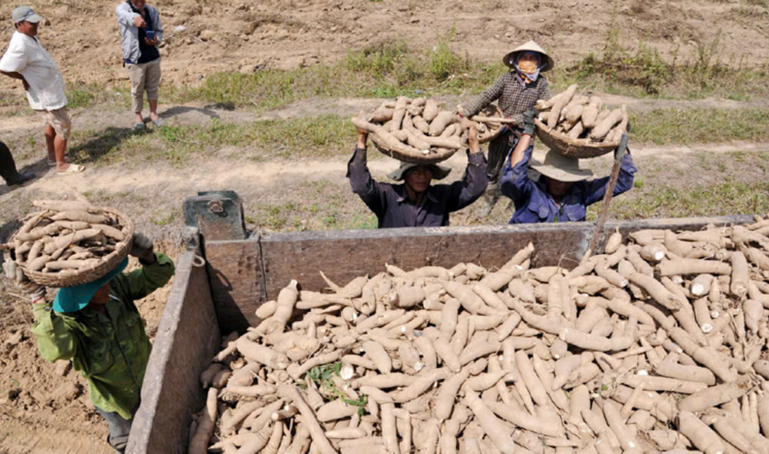 Sắn xuất khẩu sang Trung Quốc thu tỷ USD nhưng giá đang giảm mạnh