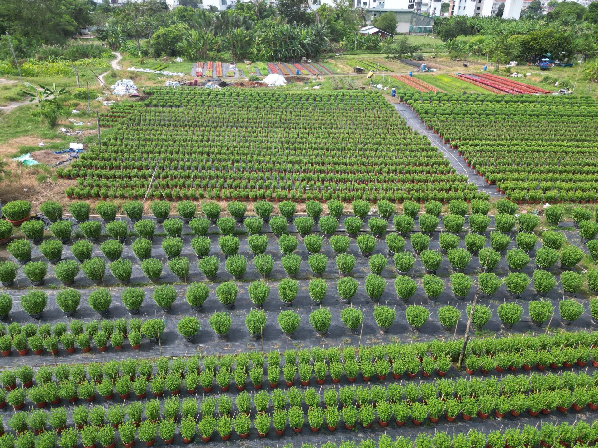 Các chủ vườn đều mong muốn có một mùa hoa thắng lợi