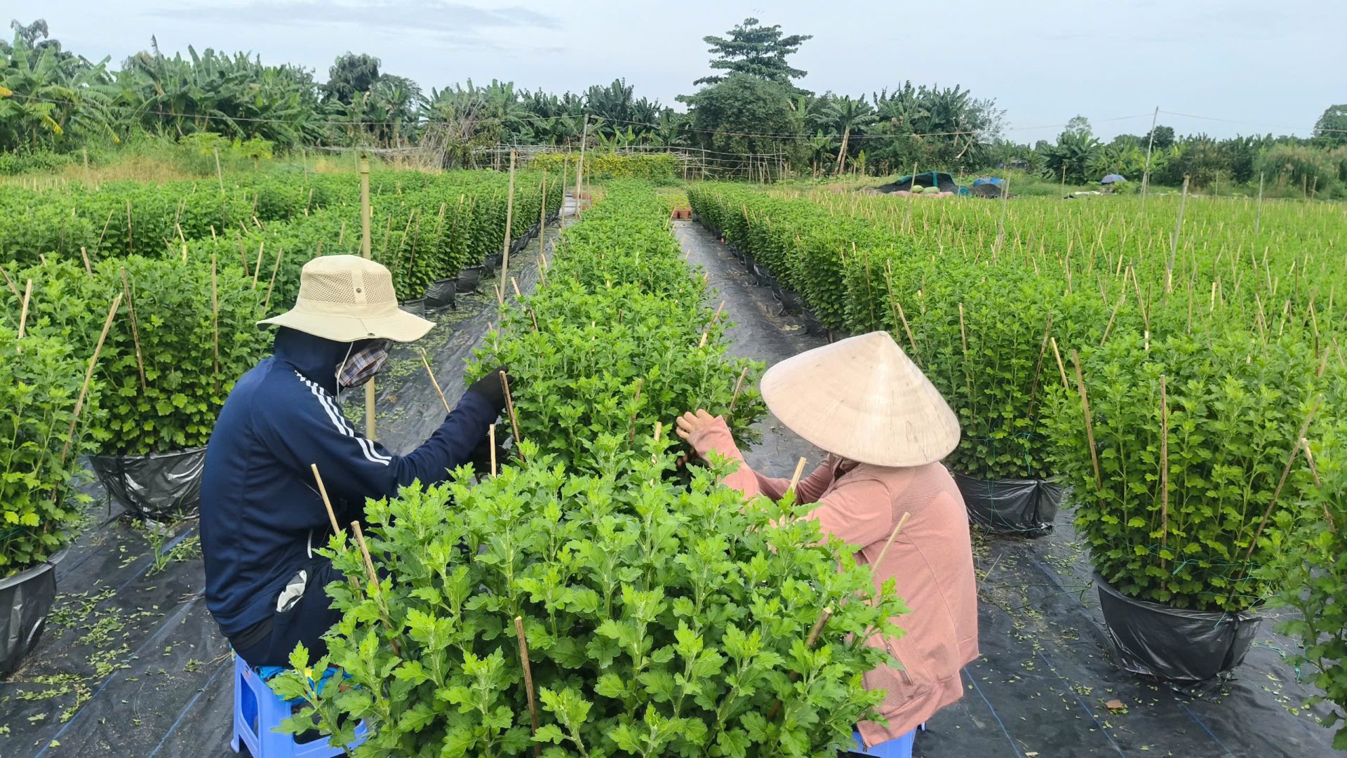 Năm nay, thời tiết thất thường khiến chi phí đầu tư chăm sóc tăng lên đáng kể