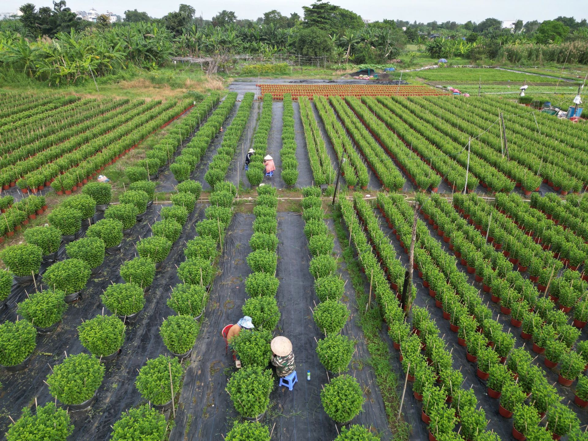 Trong những ngày này, tại làng hoa Thới An trở nên tất bật hơn bao giờ hết