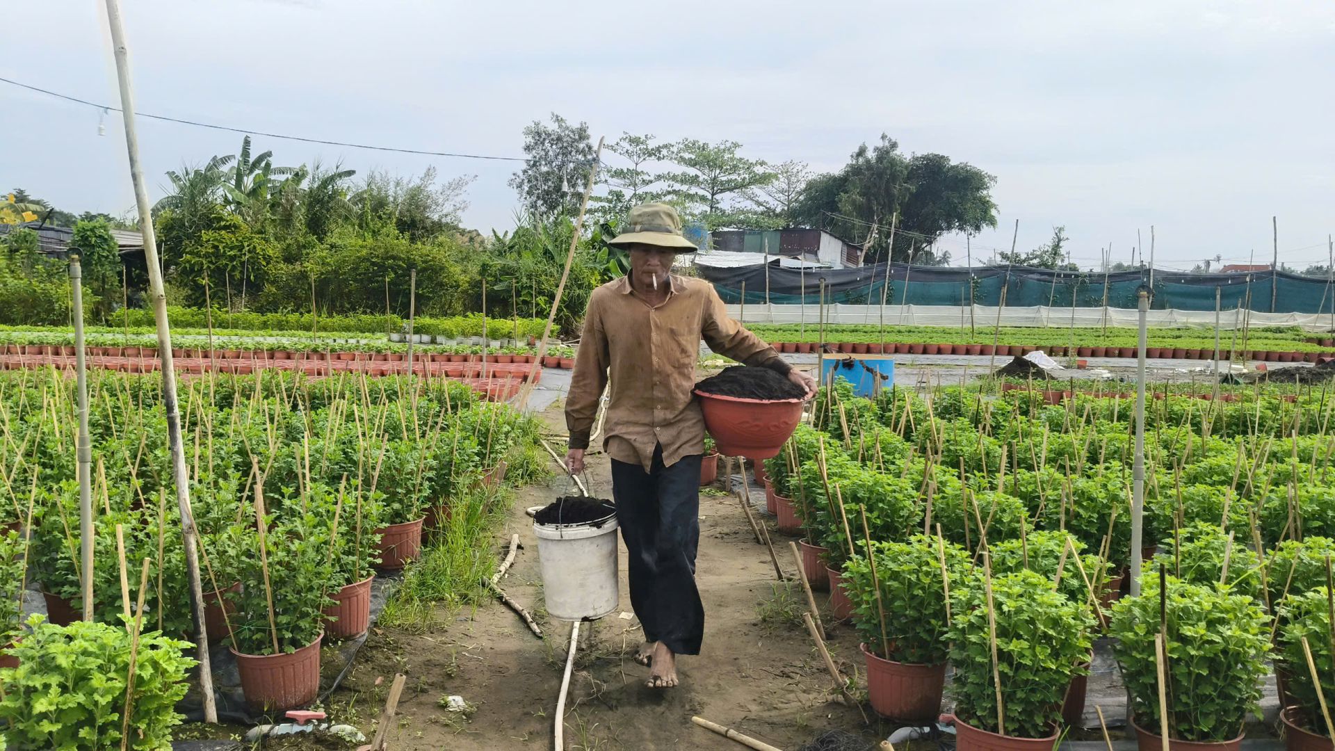 Theo một số chủ vườn số lượng hoa năm nay giảm nhiều so với những năm trước