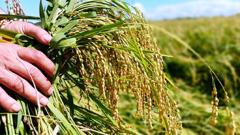 Giá lúa gạo hôm nay ngày 13/12: Biến động trái chiều