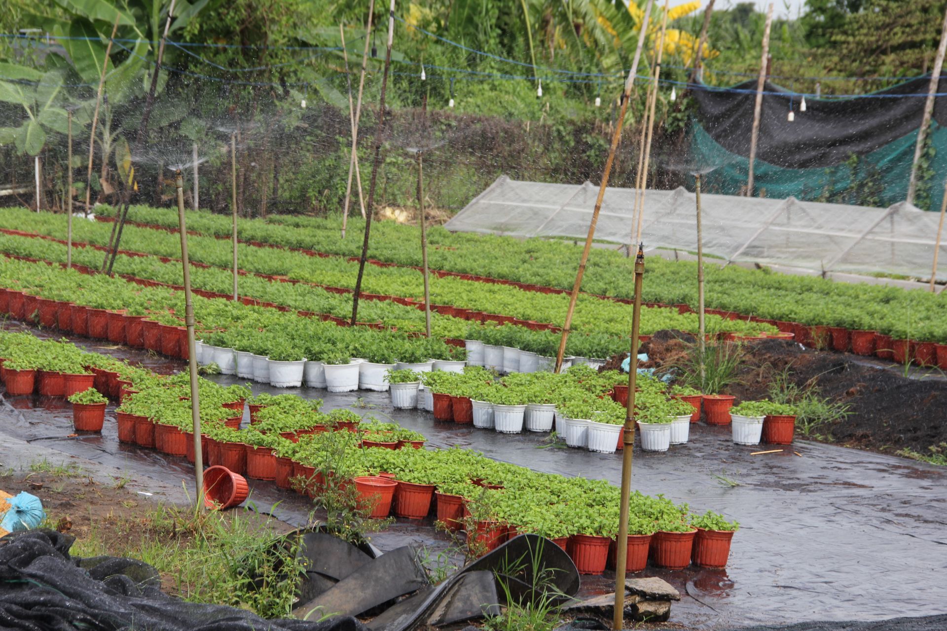 Đèn, hệ thống tưới tự động được chủ các vườn hoa chuẩn bị kỹ càng