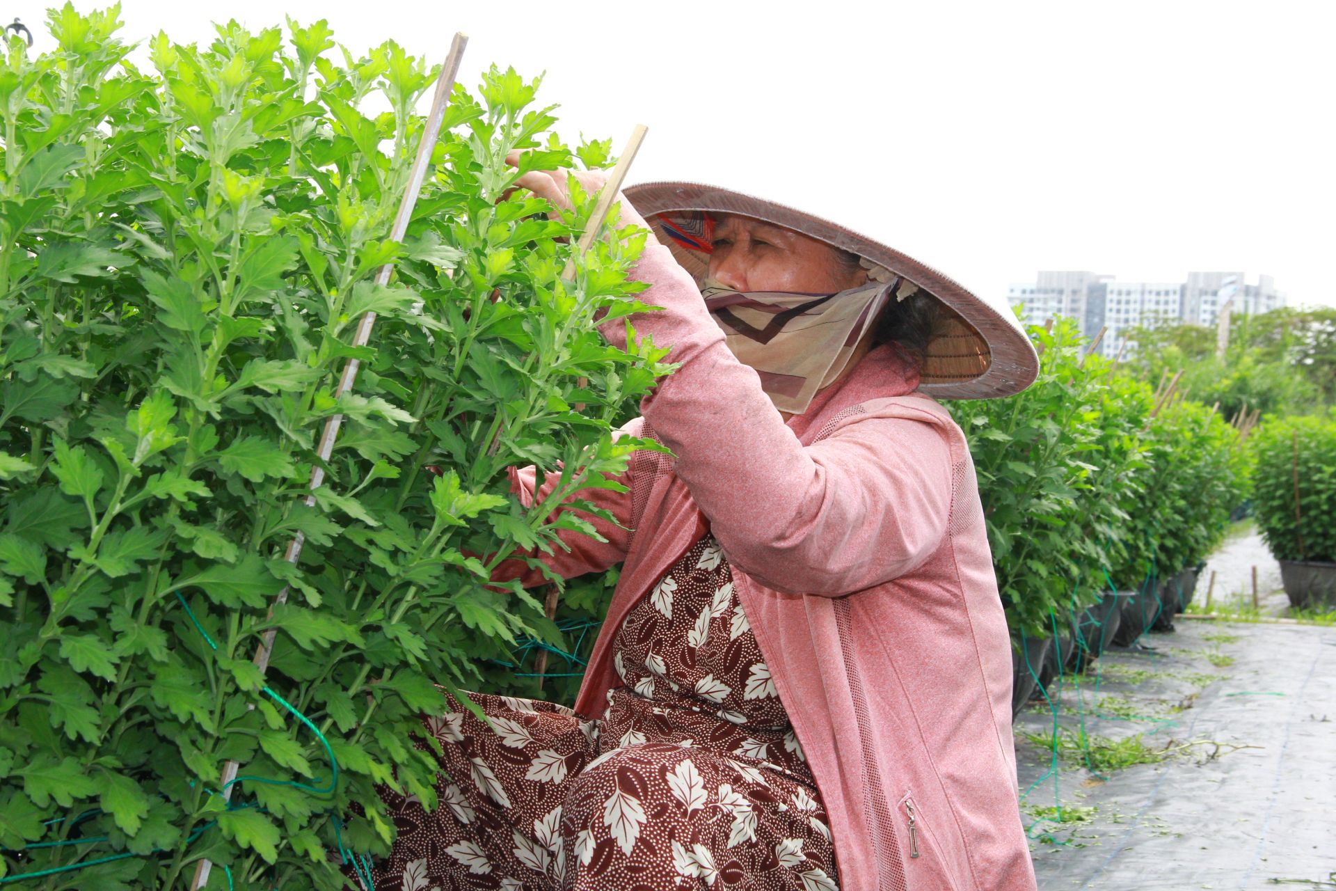 Mỗi người một công việc, tất cả đều hối hả cho vụ hoa năm nay