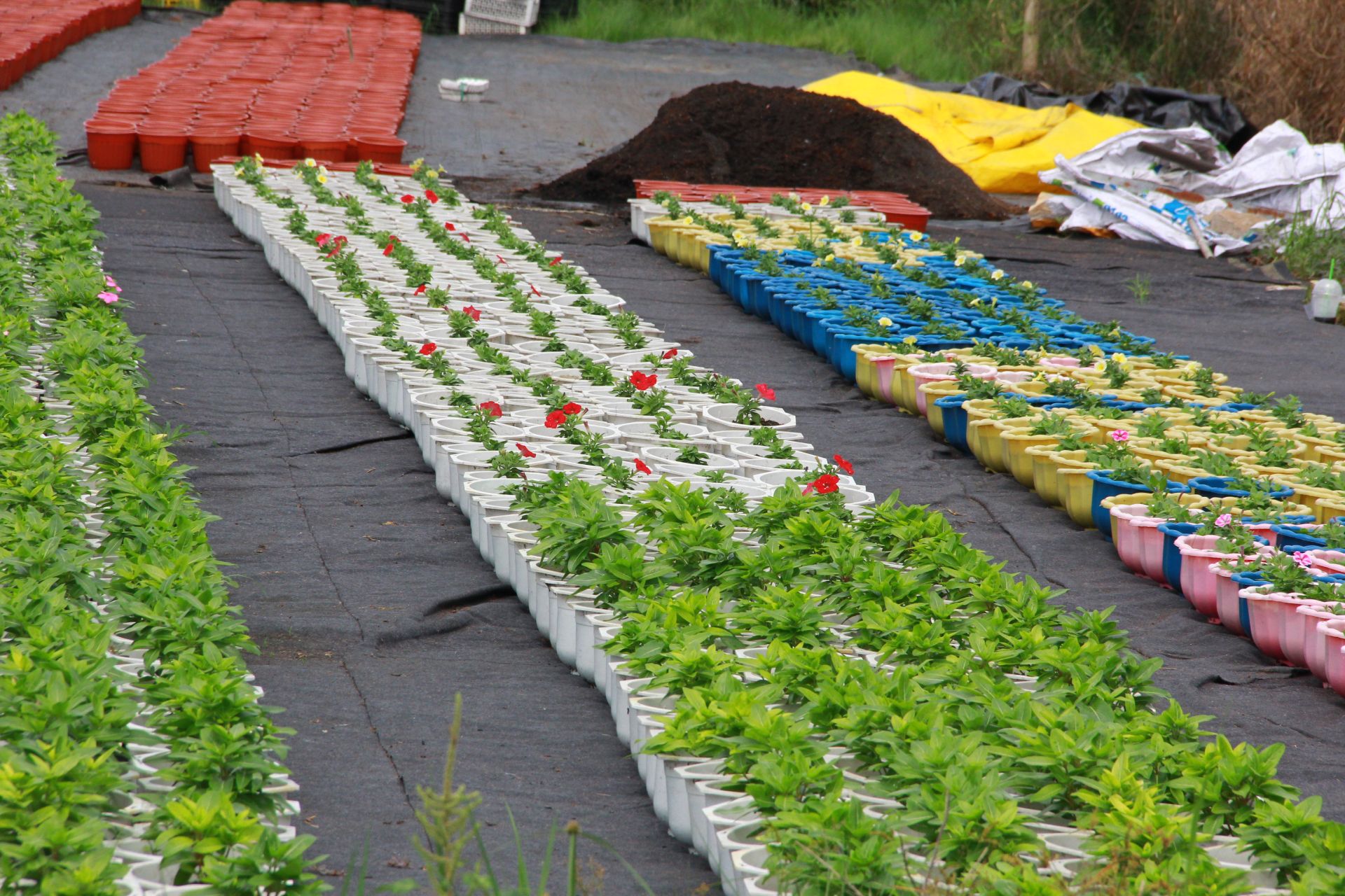 Giá cả không ổn định, đầu ra bấp bênh khiến người trồng hoa ở thời điểm này khó dự đoán được giá