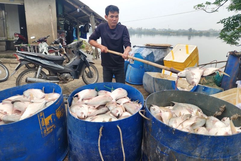 Hàng tấn cá chết gây thiệt hại kinh tế lớn cho người dân.