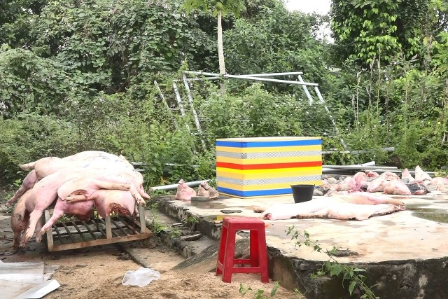 Phát hiện gần 1,4 tấn heo không rõ nguồn gốc tại xã Nam Dong, huyện Cư Jút