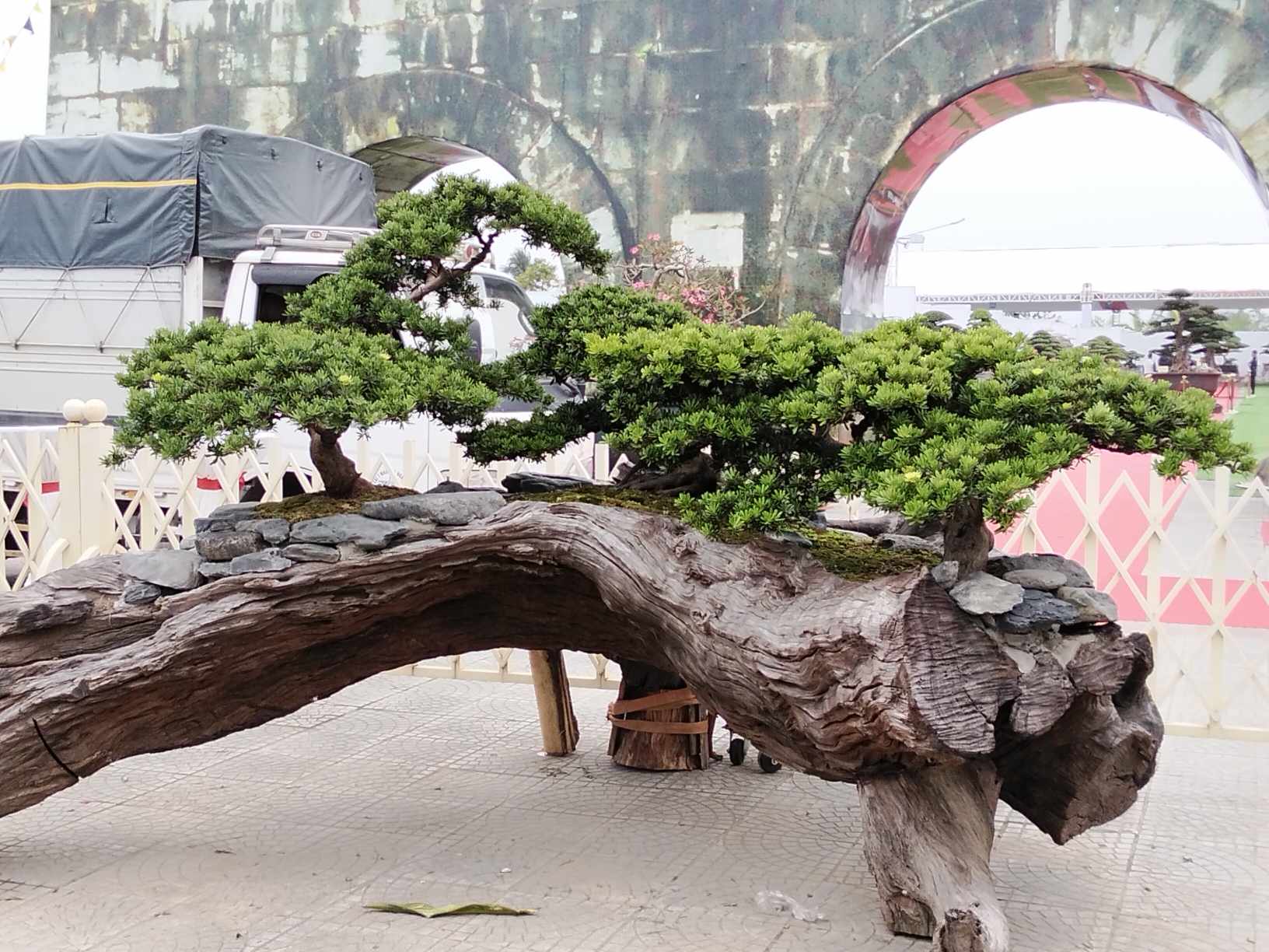 Cây Tùng khủng đang được trưng bày tại Trung tâm Triển lãm - Hội chợ và Quảng cáo Thanh Hoá. Cây Tùng khủng đang được trưng bày tại Trung tâm Triển lãm - Hội chợ và Quảng cáo Thanh Hoá.