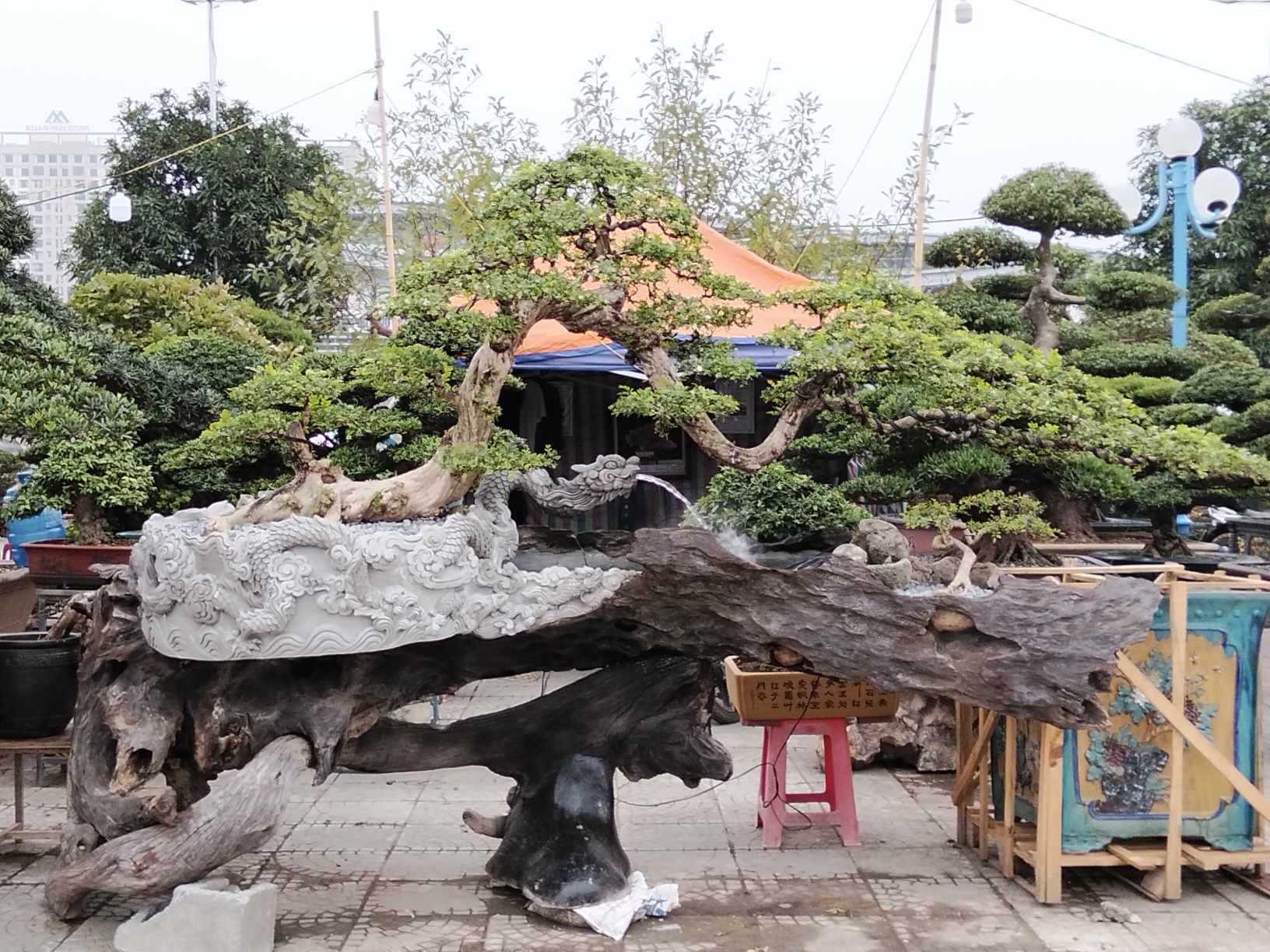 Thanh Hóa: Những “kỳ hoa dị thảo” bạc tỷ tại triển lãm cây cảnh nghệ thuật Hoàng Long