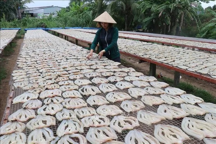 Phơi khô cá lóc của Cơ sở sản xuất Út Trinh ở ấp Phú Thọ A, xã Phú Thọ huyện Tam Nông, tỉnh Đồng Tháp.