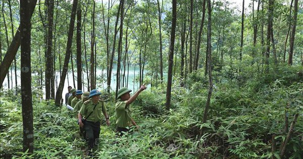 Từ ngày 2/2/2025, thực hiện quy định mới về Kiểm lâm và lực lượng chuyên trách bảo vệ rừng