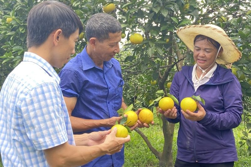 Cam là một trong những cây trồng chủ lực mang lại hiệu quả kinh tế cao cho người nông dân Hà Tĩnh.