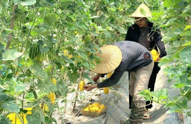 Hà Nội: Chú trọng xây dựng OCOP xanh gắn với vùng nguyên liệu ổn định