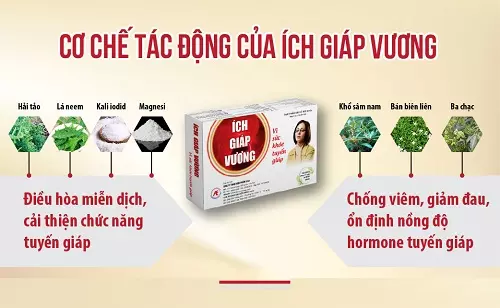 Cơ chế tác động của sản phẩm Ích Giáp Vương với bệnh Basedow