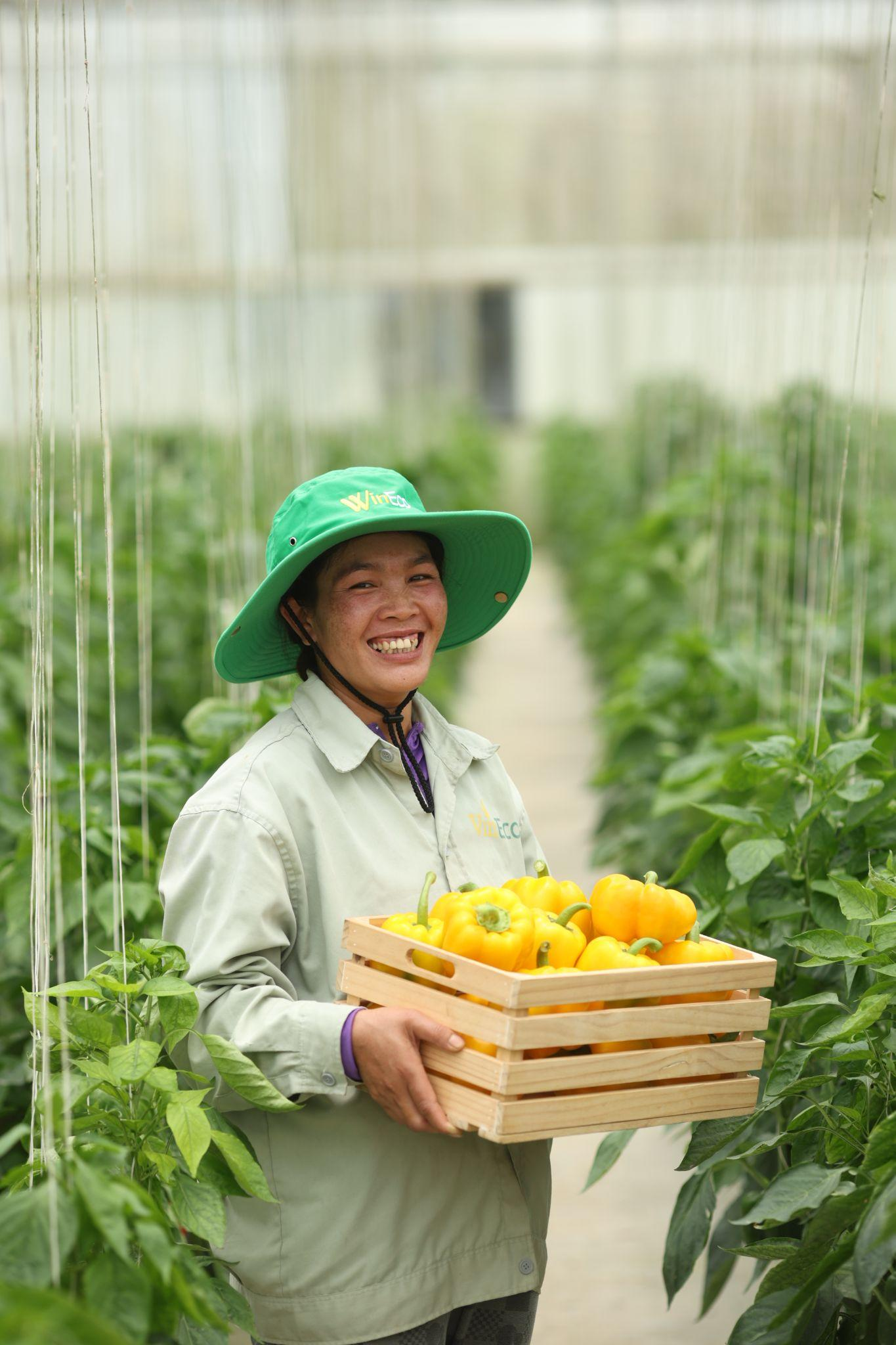 Các cô công nhân làm việc tại nông trường Lạc Dương dù bận rộn với công việc nhưng luôn tươi cười và tận hưởng niềm vui khi vụ mùa bội thu. WinEco đã đem đến cho các cô công nhân nguồn thu nhập và công việc ổn định để duy trì cuộc sống - Ảnh H.Q