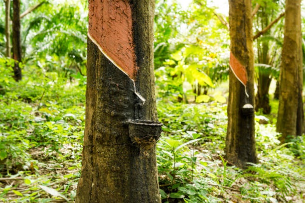 Giá cao su hôm nay, tăng trên sàn Thượng Hải