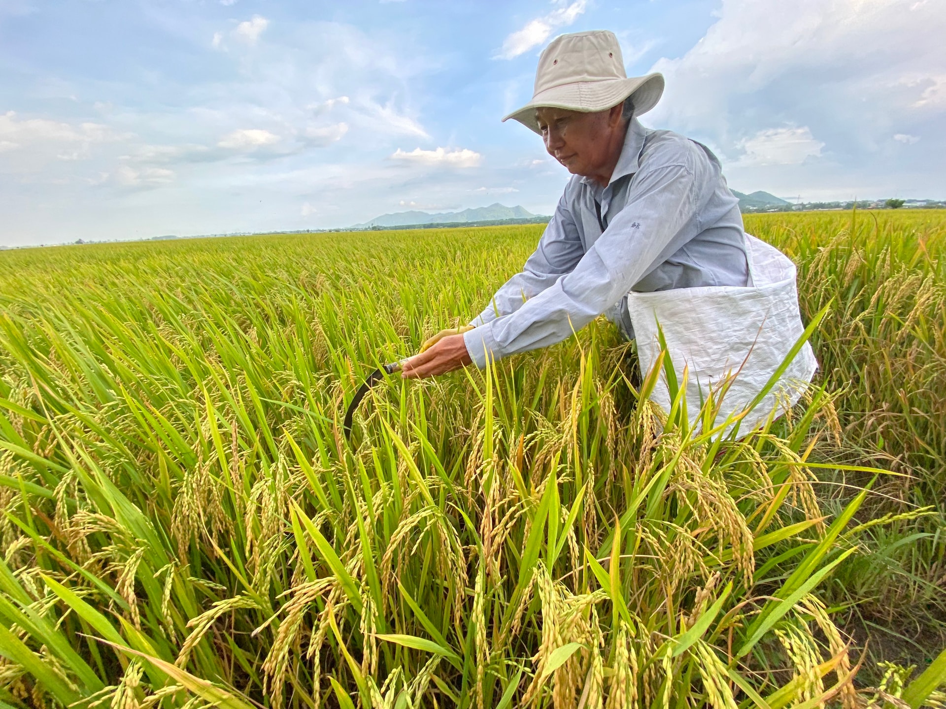 Giá lúa gạo hôm nay ngày 25/12: Giá lúa tươi giảm nhẹ. (Ảnh minh họa)