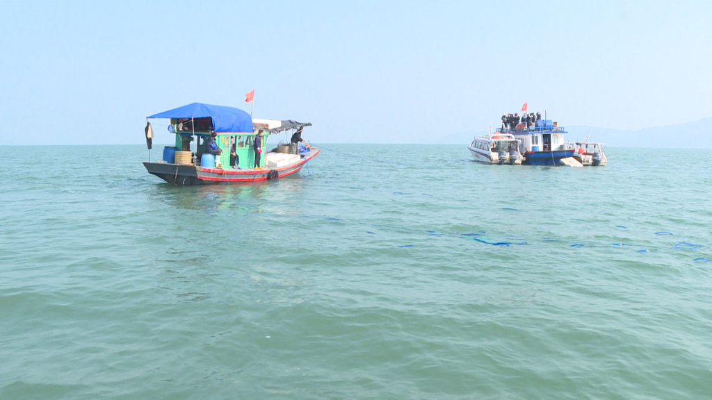 20 triệu giống nhuyễn thể được xuống giống nuôi thương phẩm tại Vân Đồn