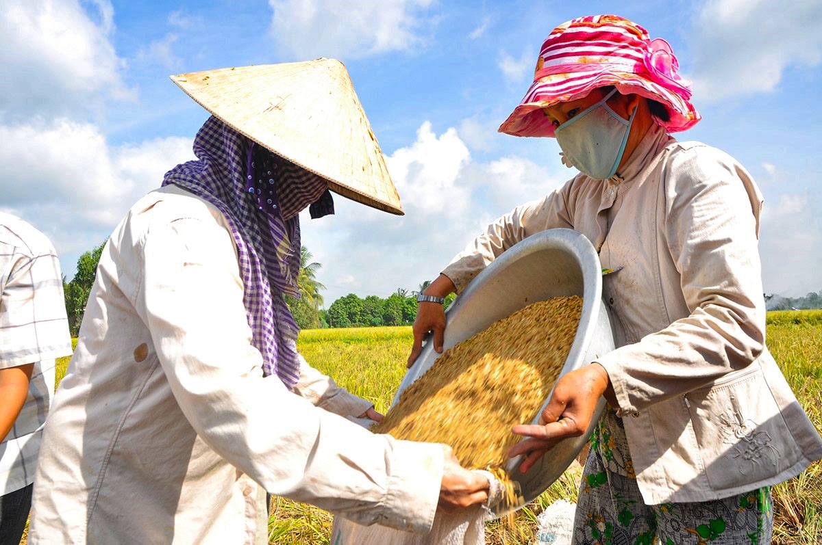 Giá lúa gạo hôm nay ngày 30/12: Giá gạo ổn định, lúa tươi đứng giá. (Ảnh minh họa)