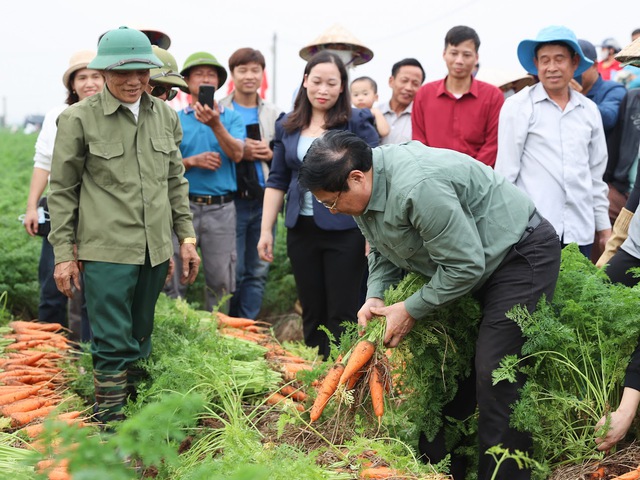 Thủ tướng cùng thu hoạch cà rốt với nông dân nhân dịp đầu năm mới. Ảnh VGP/Nhật Bắc