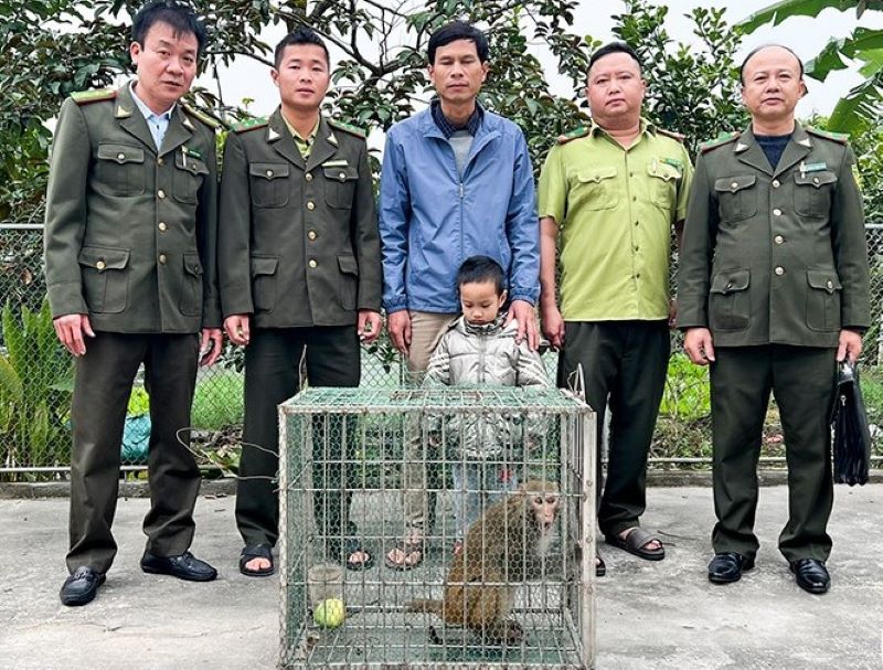 Anh Phương bàn giao cá thể khỉ vàng cho lực lượng chức năng.