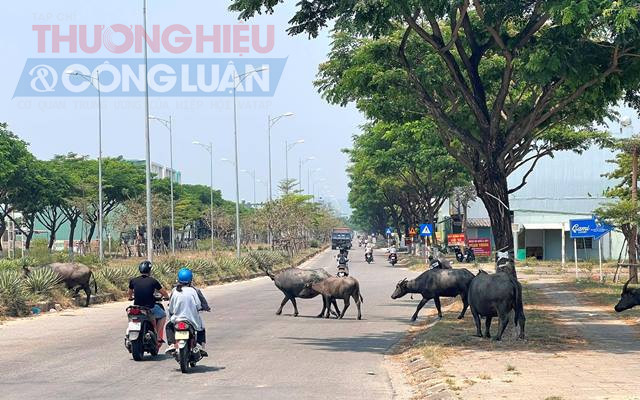 Đàn trâu băng qua đường Nguyễn Tất Thành, đoạn cầu Gia Tròn