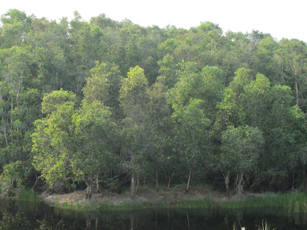 Diện tích rừng toàn tỉnh là 19.592,66 ha