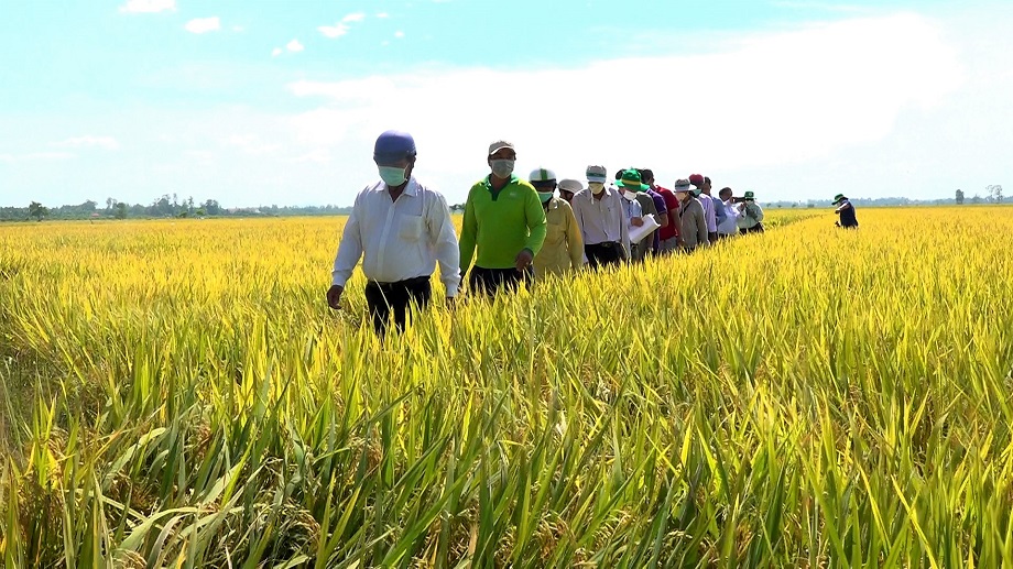 Nông dân tham quan mô hình canh tác lúa thông minh. Ảnh angiang.dcs.vn.