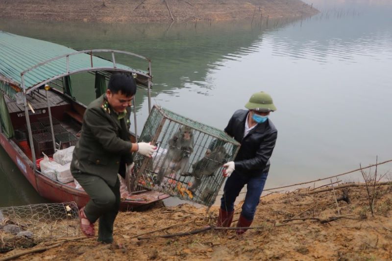 Các cá thể động vật hoang dã được di chuyển đến địa điểm tái thả.