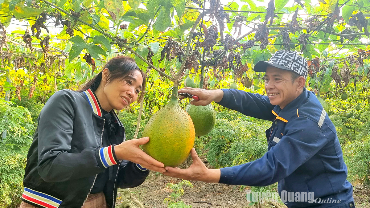 Ông Thắng cẩn thận cắt từng quả gấc chín