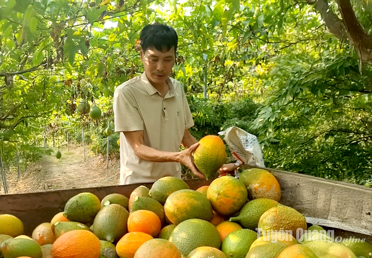 Anh Quỳnh thu hoạch gấc.