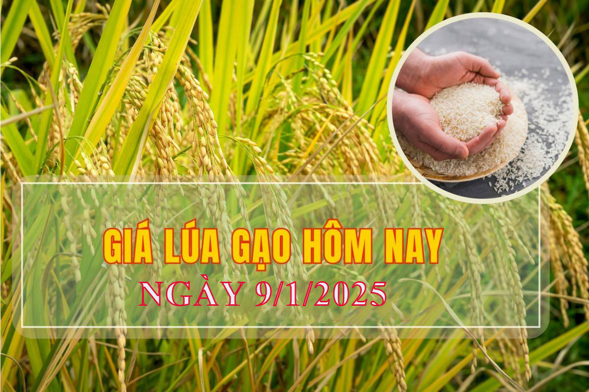 Giá lúa gạo hôm nay ngày 9/1: Tăng giảm trái chiều