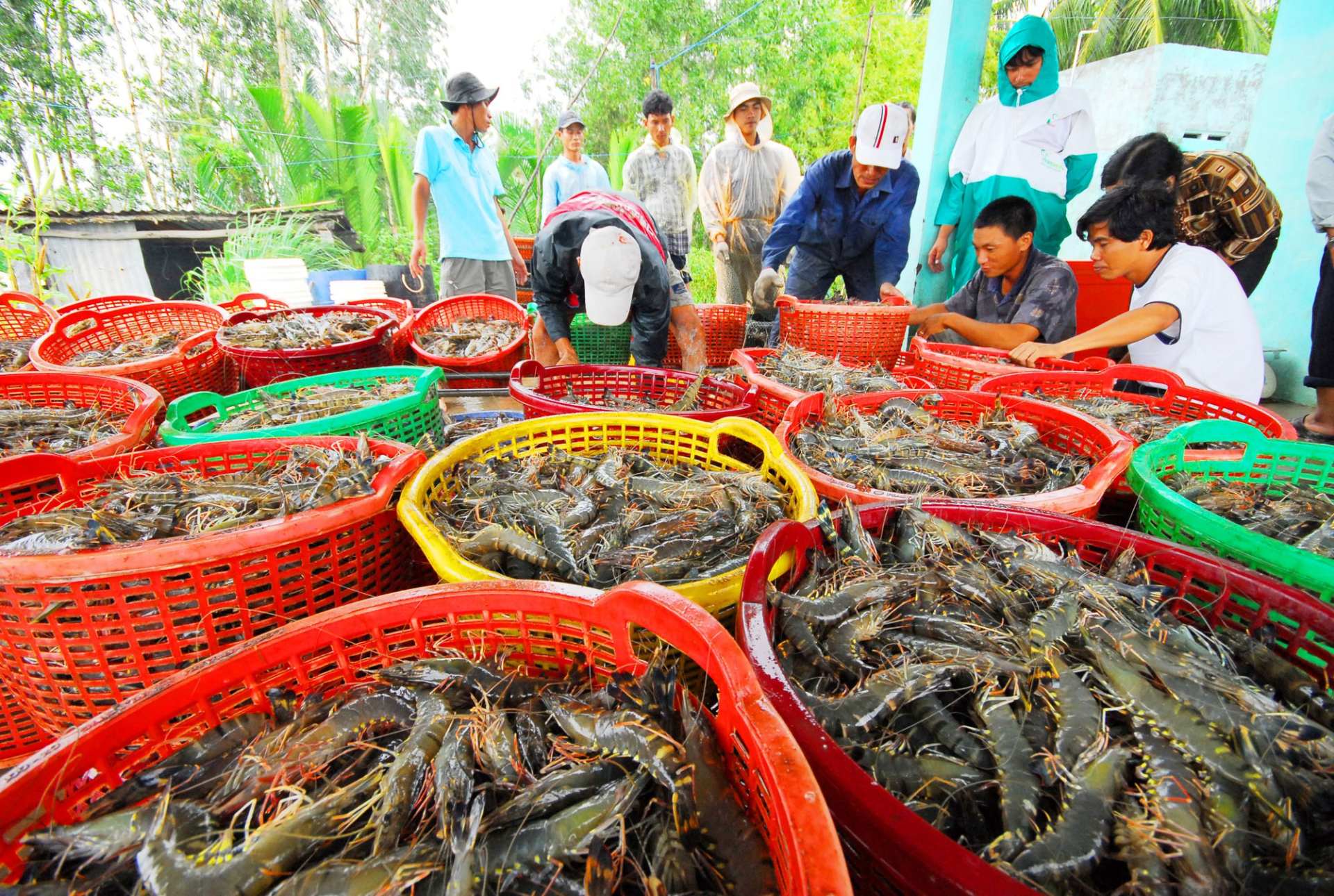 Ngành tôm Việt Nam tiến tới cột mốc xuất khẩu gần 4 tỷ USD trong năm 2024