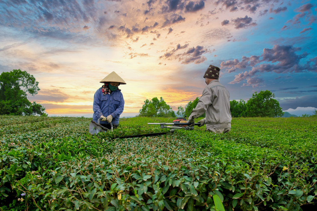 Huyện Hải Hà tập trung đẩy mạnh sản xuất sản phẩm chè OCOP của địa phương