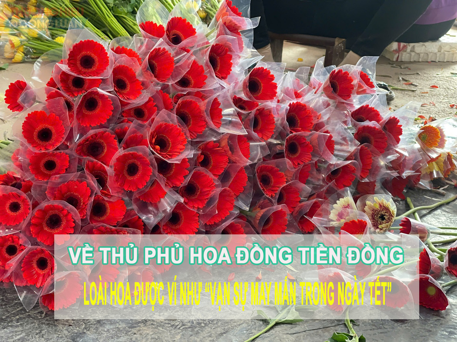 Về thủ phủ hoa đồng tiền Đồng Tháp, loài hoa được ví như vạn sự may mắn trong ngày Tết