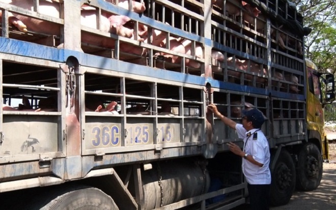 Bộ Nông nghiệp và Phát triển Nông thôn yêu cầu xử lý nghiêm các trường hợp buôn bán, vận chuyển trái phép lợn, protein động vật vào Việt Nam