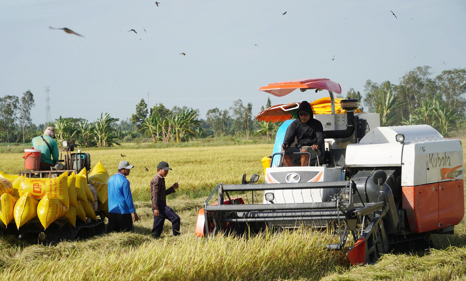 Giá lúa gạo hôm nay ngày 19/1: Không biến động nhiều. (Ảnh minh họa)