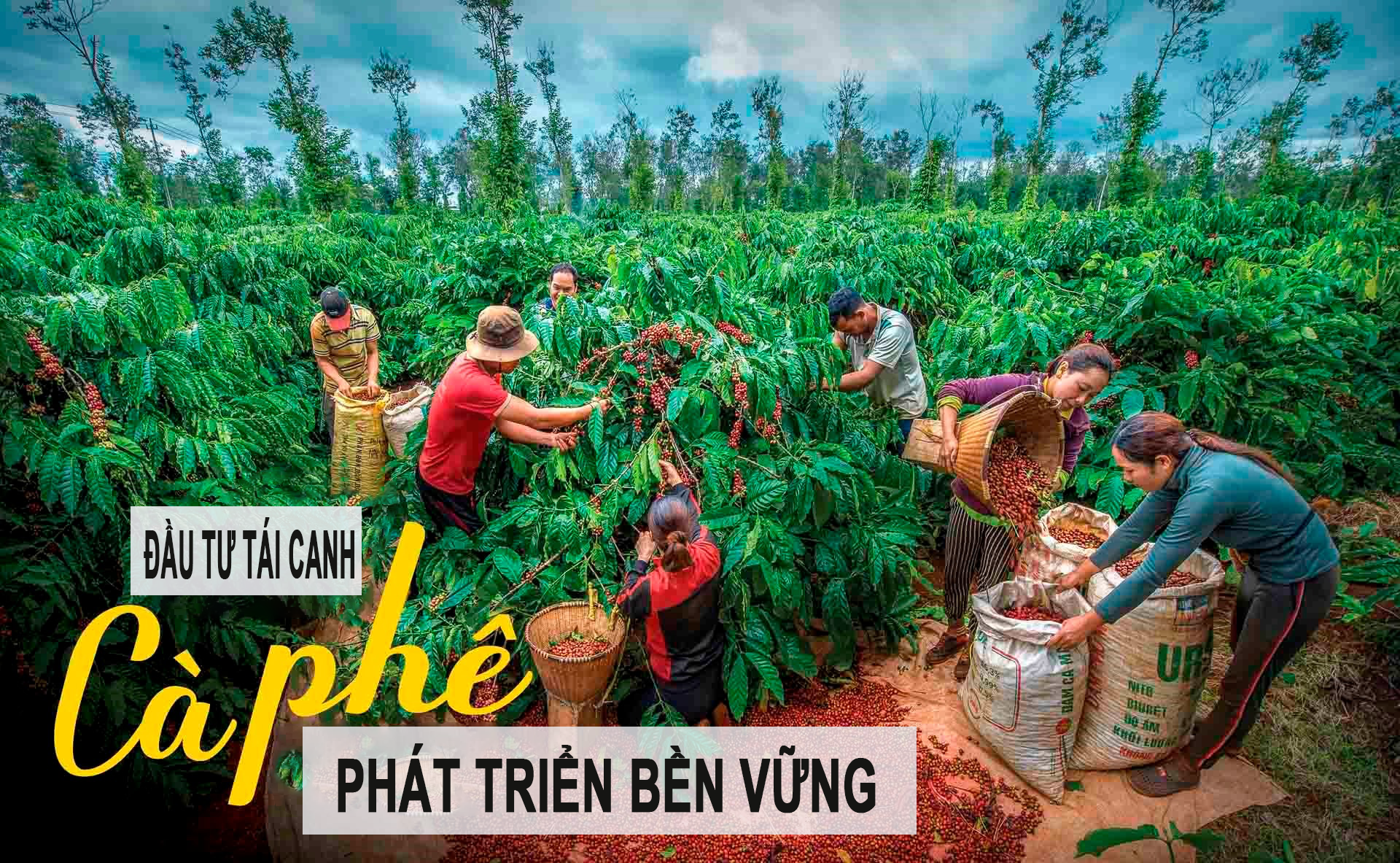 Cây cà phê cần đầu tư tái canh để phát triển bền vững?