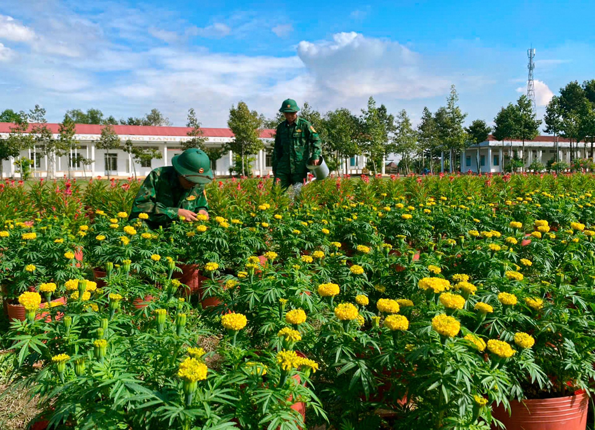 Cán bộ, chiến sĩ Tiểu đoàn Huấn luyện – Cơ động chăm sóc vườn hoa tết đang nở rộ Cán bộ, chiến sĩ Tiểu đoàn Huấn luyện – Cơ động chăm sóc vườn hoa tết đang nở rộ