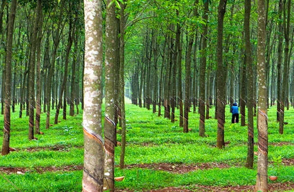 Giá cao su hôm nay, thị trường ổn định Giá cao su hôm nay, thị trường ổn định