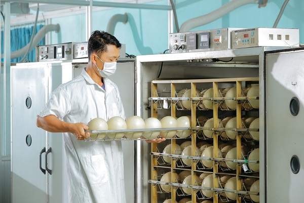 Sản phẩm trứng Đà Điểu Sản phẩm trứng Đà Điểu
