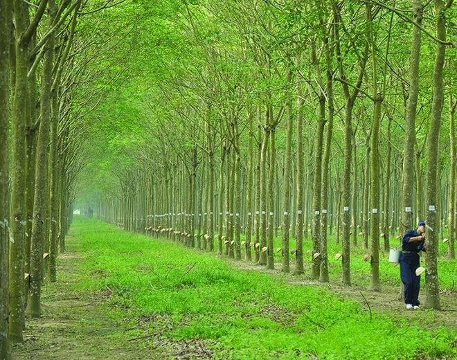 Thị trường biến động trái chiều trên các sàn giao dịch Châu Á, giảm mạnh tại Thượng Hải.