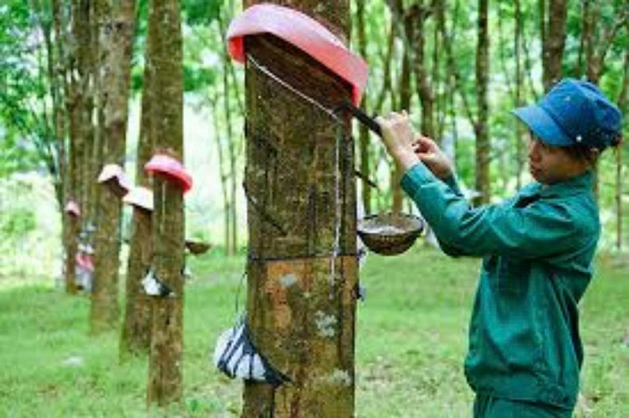 Giá cao su hôm nay 23/1, thị trường tăng giảm trái chiều, tăng trên sàn Tocom và Singapore, tiếp tục giảm tại Thượng Hải và Thái Lan Giá cao su hôm nay 23/1, thị trường tăng giảm trái chiều, tăng trên sàn Tocom và Singapore, tiếp tục giảm tại Thượng Hải và Thái Lan