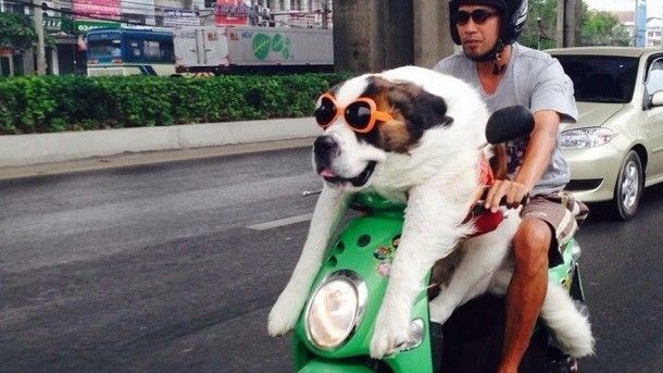 Tăng mức phạt đối với việc chở chó, mèo và các vật nuôi trên xe máy từ năm 2025