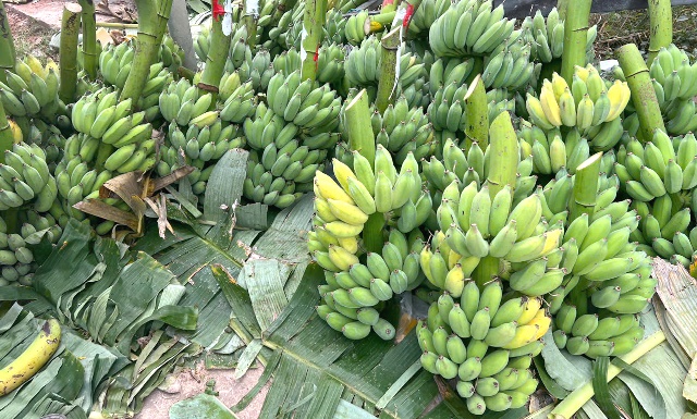 Thương hiệu chuối Tân Long Quảng Trị vào mùa thu hoạch Xuân Ất Tỵ 2025
