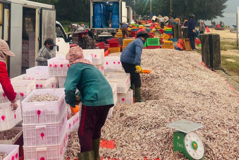 Tàu thuyền cập bến, cá cơm nhanh chóng được các thương lái đến tận nơi thu mua. Tàu thuyền cập bến, cá cơm nhanh chóng được các thương lái đến tận nơi thu mua.