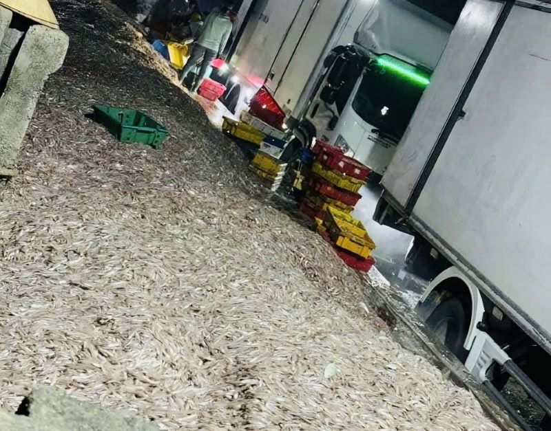 Ngư dân trúng đậm 300 tấn cá cơm. Ngư dân trúng đậm 300 tấn cá cơm.