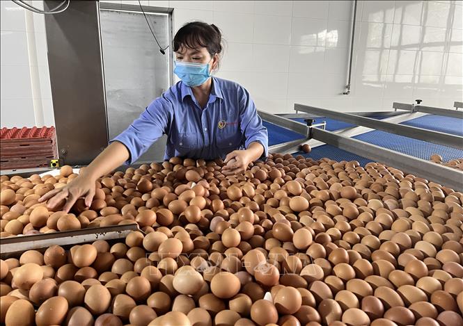 Công đoạn lựa trứng gà tại trang trại chăn nuôi gia cầm công nghệ cao Ba Huân (Long An) để xuất khẩu sang thị trường Singapore. Ảnh tư liệu: Đức Hạnh/TTXVN